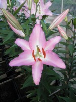 [1791 Marrero EVR No01.JPG]